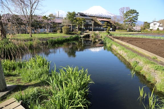 菖蒲池